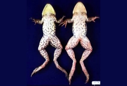 Aquarius amfibieni, ascite, balonare amfibieni broasca noul axolotl ascites stomac broasca amfibiana