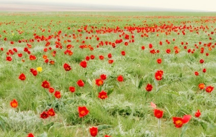 Plaiul de nisip Volgo-akhtuba, un loc de pelerinaj