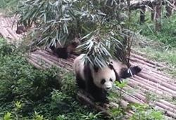 Lucrul voluntar cu panda mari din China