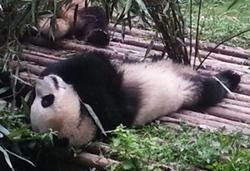 Lucrul voluntar cu panda mari din China