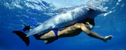 Szevasztopolban 2 dolphináriumot - az egyik a másiknak a szórakoztatásért