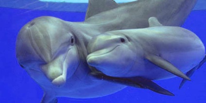 Szevasztopolban 2 dolphináriumot - az egyik a másiknak a szórakoztatásért