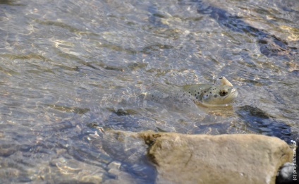 Al doilea sortie pentru pescuitul de păstrăvi în râurile carpatice, pro-pește