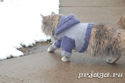 Tricotat pentru pisici un pulover cu o gluga
