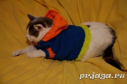 Kötés macskák számára pulóver, kapucnival