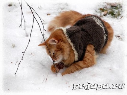 Kötés macskák számára pulóver, kapucnival