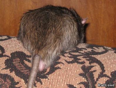 Caracterul și comportamentul șobolanilor decorativi - catalog de articole - marginea pasyuchy