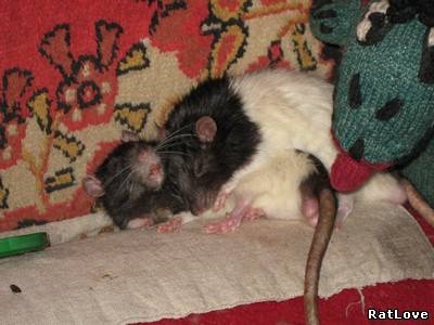 Caracterul și comportamentul șobolanilor decorativi - catalog de articole - marginea pasyuchy