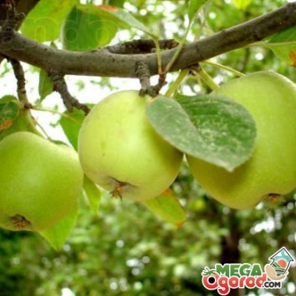 Simirenko fajta alma, a gondozás és a termesztés feltételei