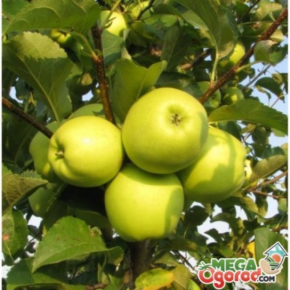 Simirenko fajta alma, a gondozás és a termesztés feltételei