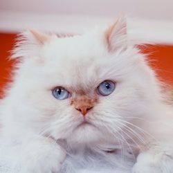 Rinichi la pisici, tratamente pe bază de plante - totul despre pisici și pisici cu dragoste