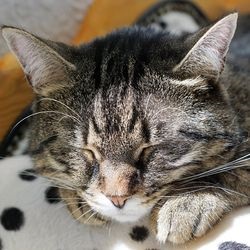 Rinichi la pisici, tratamente pe bază de plante - totul despre pisici și pisici cu dragoste