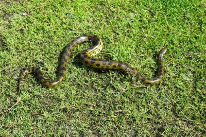 Anaconda verde este periculoasă pentru oameni