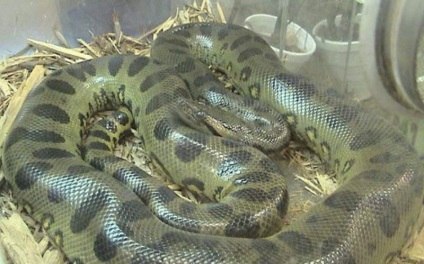 Anaconda verde este periculoasă pentru oameni
