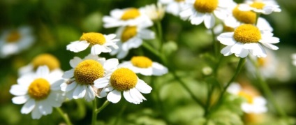 Cosmetice pentru păr verde