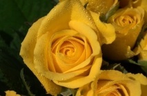 Trandafiri galbeni ai numelui, fotografiei, descrierea speciilor și soiurilor care simbolizează, combinarea cu altele