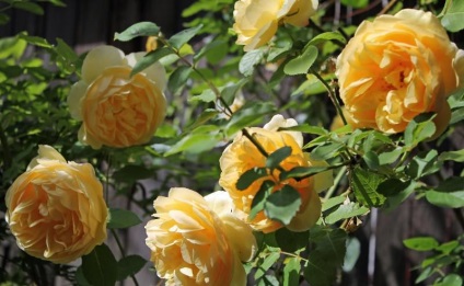 Sárga rózsák a név, fotó, leírása fajok és fajták, amelyek szimbolizálják, kombinálva más
