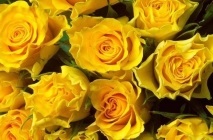 Trandafiri galbeni ai numelui, fotografiei, descrierea speciilor și soiurilor care simbolizează, combinarea cu altele