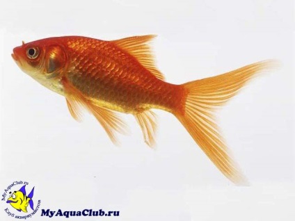 Goldfish - cometa