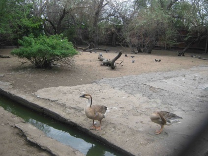 Zoo Karaganda - fotografie, preț, orar de funcționare