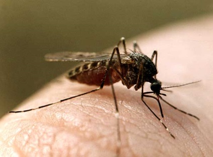 10 Diverse fapte despre țânțarii