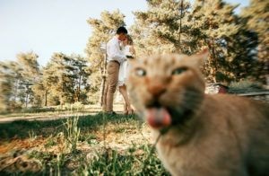 20 Pisici care au stricat fotografiile! Dar e amuzant