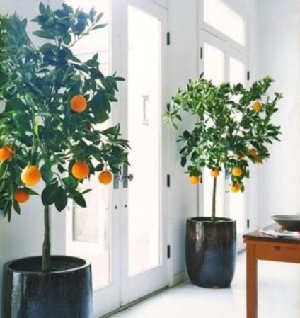 35 moduri de a scrie flori acasă în interiorul dvs., pro manual