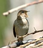 4 iunie - Ziua Luminii - Ilya Muromets și Nightingale The Robber, desenul unui birdhouse, pasăre a unei