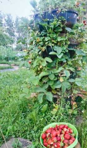 8 Hibák a szamóca termesztésében - szakmai tanácsadás, a kertre, a házra és a szobanövényekre vonatkozó site