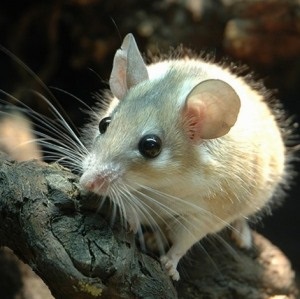 Acoperirea Akomis a unui șoarece mouse-ul acasă