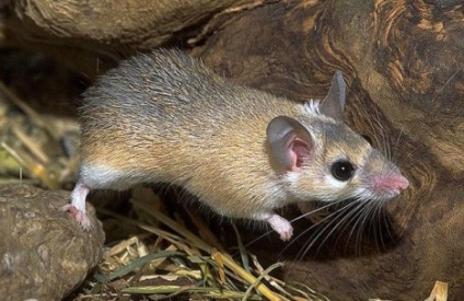 Acoperirea Akomis a unui șoarece mouse-ul acasă
