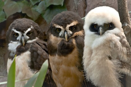 Istorie zoologică alpină, animale zoo, adresa și fotografie