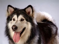 Alaskan Malamute descriere, îngrijire, educație și nutriție a câinelui