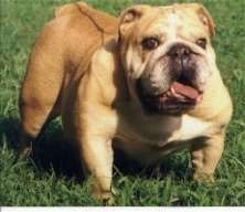 Bulldog englezesc (bulldog englezesc) rasa standard