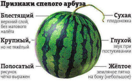 Кавунова дієта для схуднення відгуки і результати, принципи