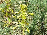 Az aszphodel van