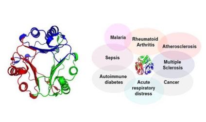 Afecțiunile autoimune și cancerul sunt răspunsuri imune similare - natura împotriva cancerului