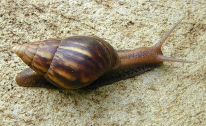 Akhatin fulika (achatina fulica) ápolás és karbantartás