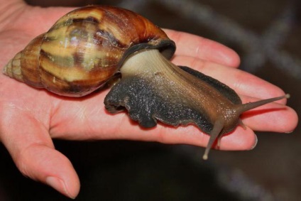 Akhatin fulika (achatina fulica) ápolás és karbantartás