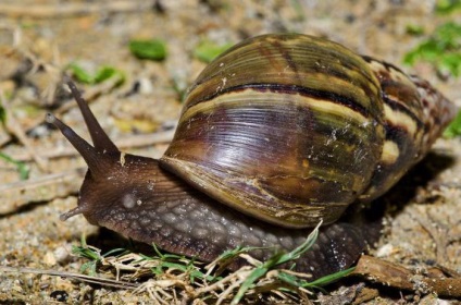 Akhatin fulika (achatina fulica) ápolás és karbantartás