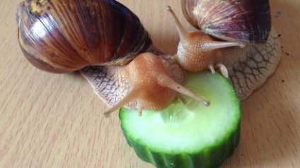 Akhatin fulika (achatina fulica) ápolás és karbantartás