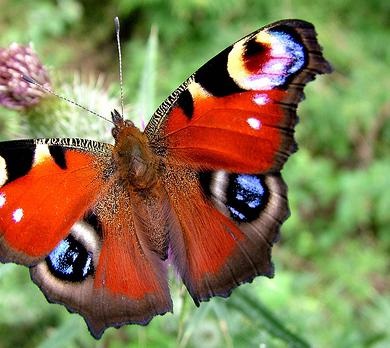 Butterfly peacock-eye - fluttering frumusete