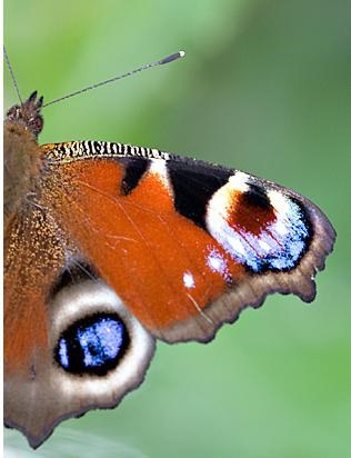 Butterfly peacock-eye - fluttering frumusete