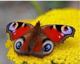 Butterfly peacock-eye - fluttering frumusete