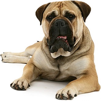 Beaphar doggy s senior vitaminok idős kutyáknak - olcsó moscow vásárlás olcsó
