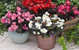 Begonia îngrijire rădăcină