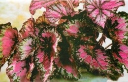 Begonia gyökér ellátás