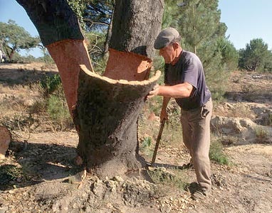 Instrucțiuni de instalare a plafonului alb pentru plafonul de tavan cu mâna, video și fotografie