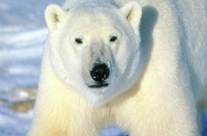 Ursii polari sunt de fapt negri, interesante pe Internet despre fapte și evenimente interesante