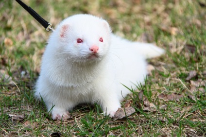 Alb ferret (albino) descriere, fotografie, уоод